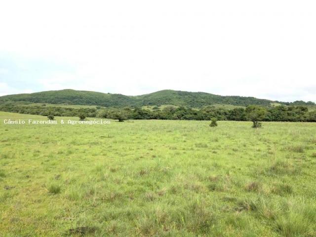 Fazenda para venda em encruzilhada do sul, interior - Foto 5