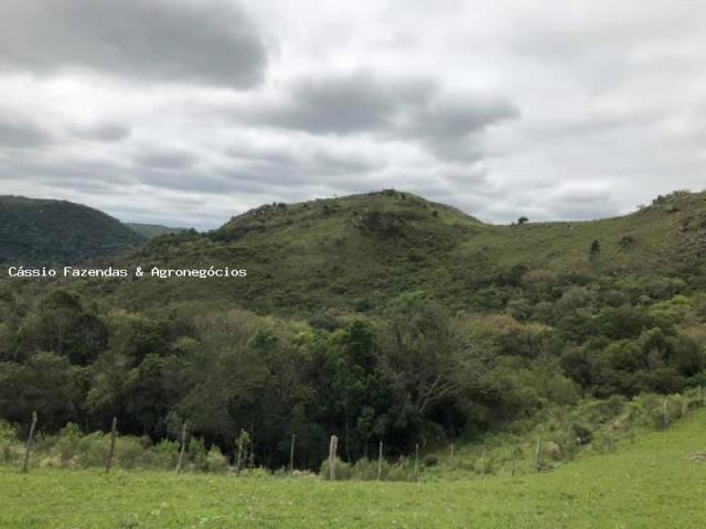 Fazenda para venda em encruzilhada do sul, interior - Foto 4