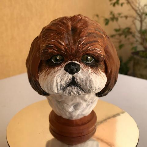 Shih-Tzu Dog - Head