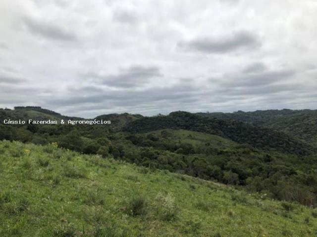 Fazenda para venda em encruzilhada do sul, interior - Foto 7