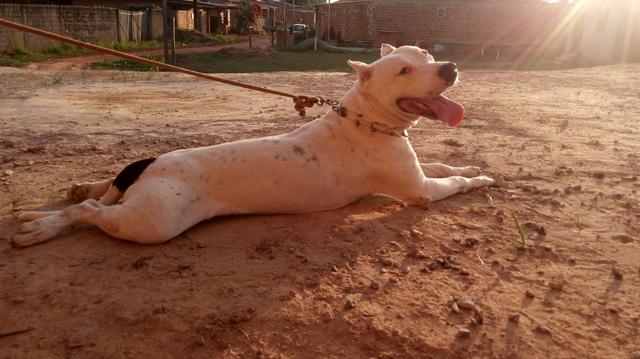 Pitbull american - Foto 2