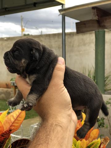 American Bully Kennel Registrado - Foto 4