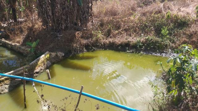 Excelente propriedade em Chã Grande, com 7 hectares - Foto 10