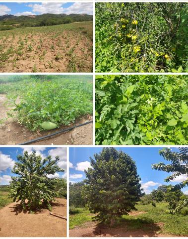 Terreno Lote Chácara CARUARU - Foto 8