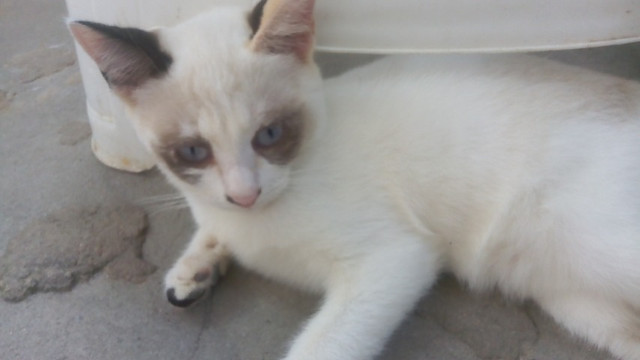 Gatos lindíssimos - Foto 2