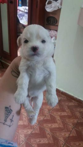 Poodle - Foto 4