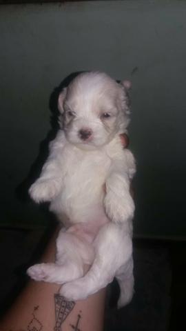 Poodle - Foto 3