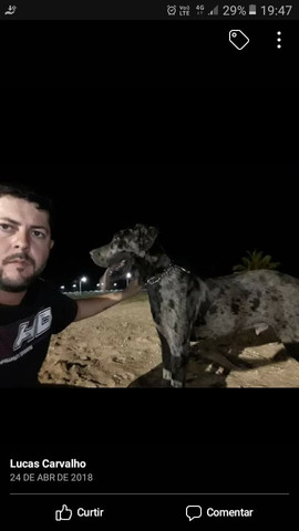 Dogue alemão - Foto 4