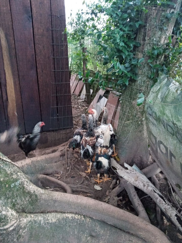 Frangão indio gigante - Foto 3