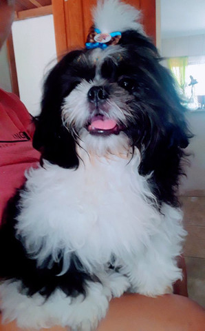Filhotes machos de shih-tzu - Foto 6