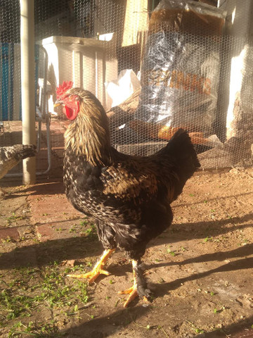 Vendo frango para galo - Foto 3