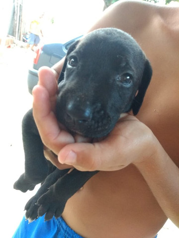 Dogue alemão - Foto 3