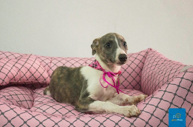 whippet olx
