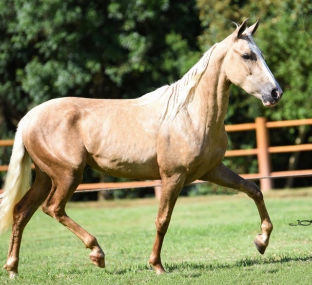 cavalo mangalarga registrado