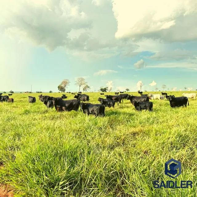 Faz em Nova Andradina-MS, 5.793 hectares. - Foto 5