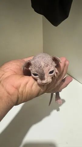 Vendo lindos filhotes de Sphynx  - Foto 2