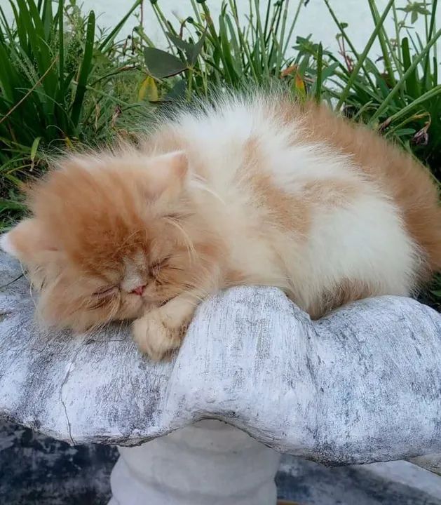 Gatinho Persa disponível  - Foto 3