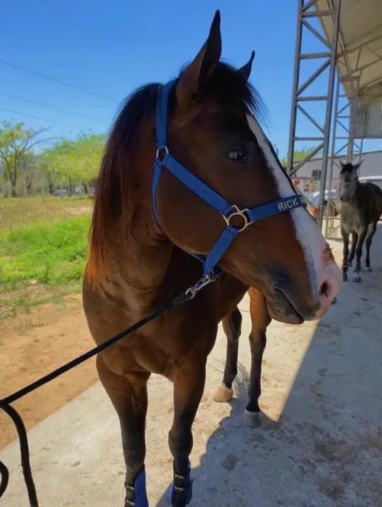 Cavalo Quarto de Milha Puro - Foto 2