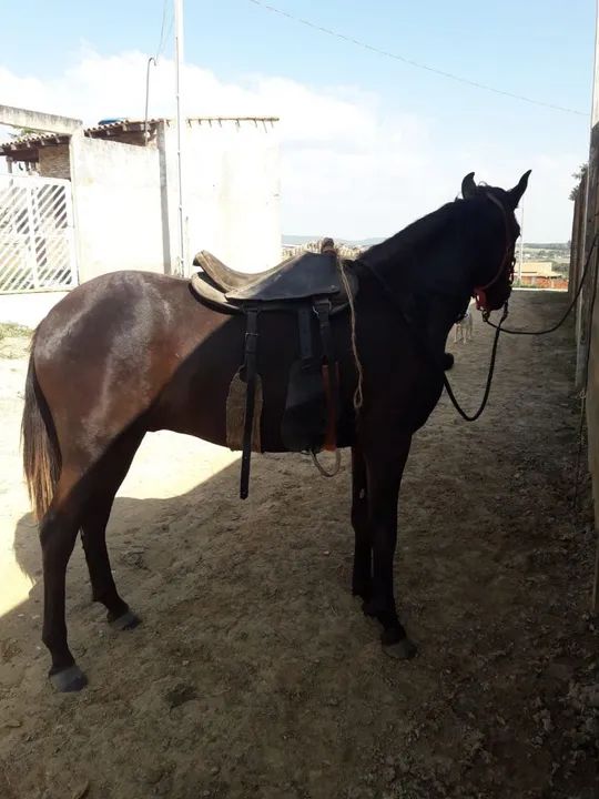 Cavalo Mangalarga Marchador - Foto 3