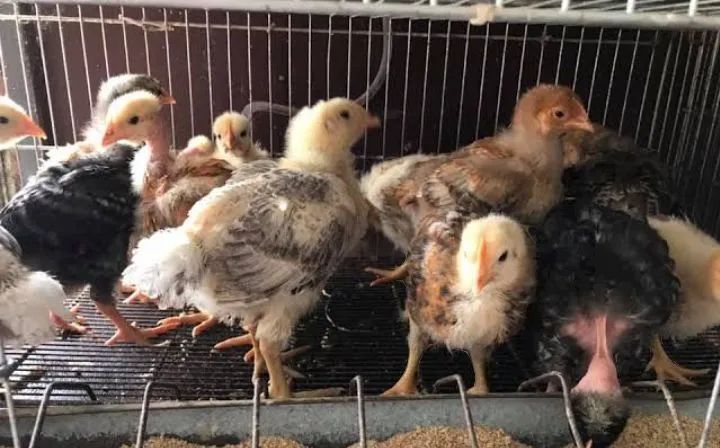 Pintinho alta genética de crescimento 