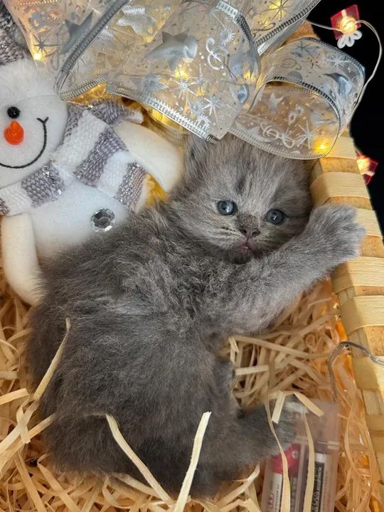 GATO PERSA  - Foto 5