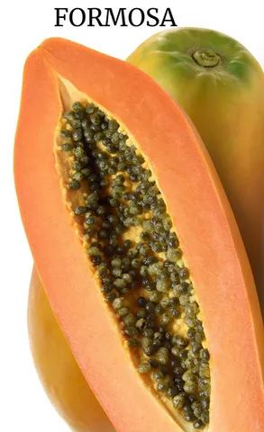 Mudas de mamão Formosa. - Foto 5