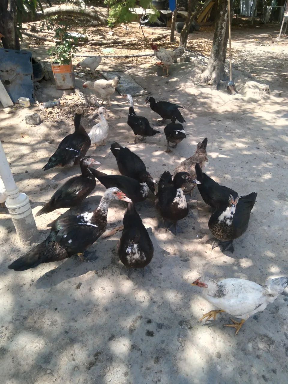 Patos para consumo e criação  - Foto 3
