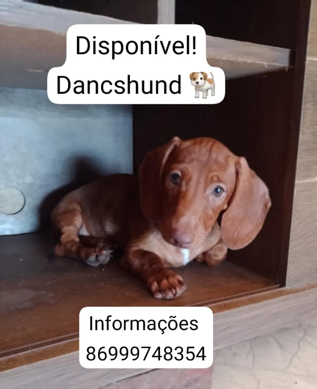 Dachshund (Salsichinha)