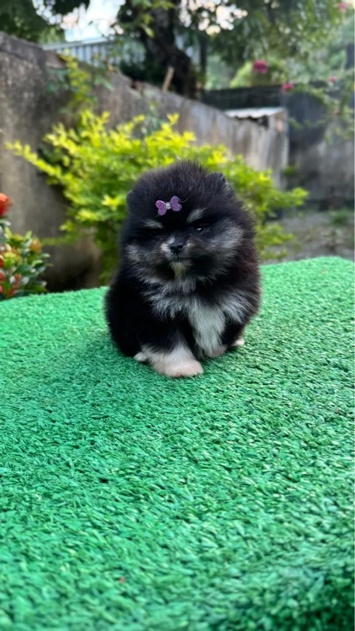 Spitz Alemão Anão 
