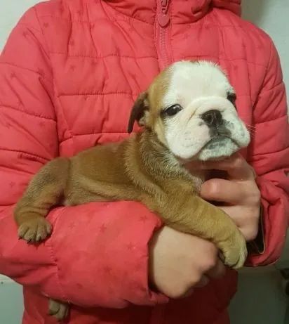 Bulldog inglês machos e fêmeas- Para adquirir seu pet, nos contate- 11 960.16.49.76 - Foto 3