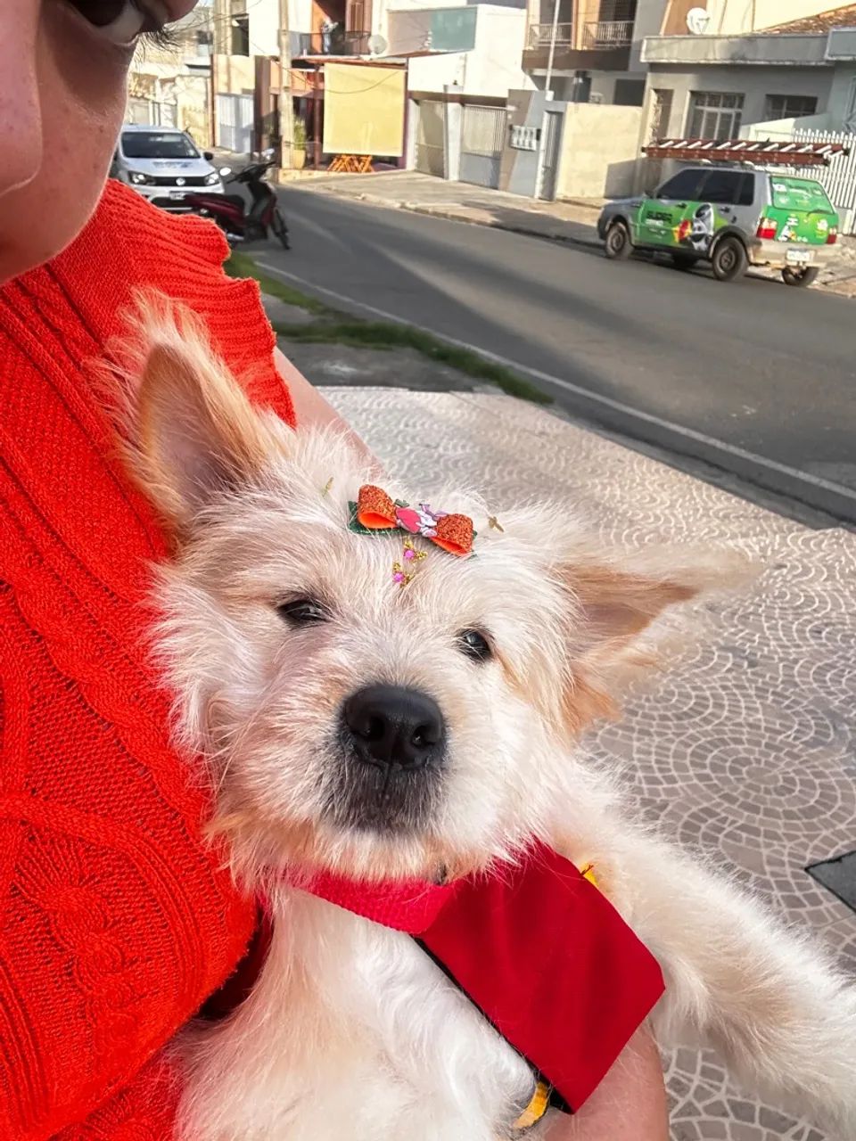 Cachorro