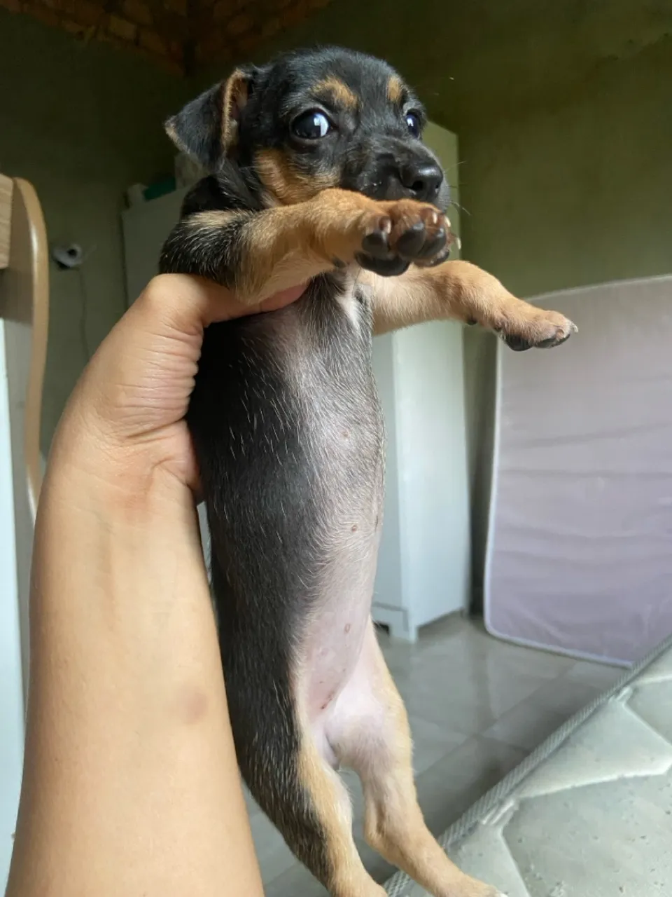 Filhote de Pinscher