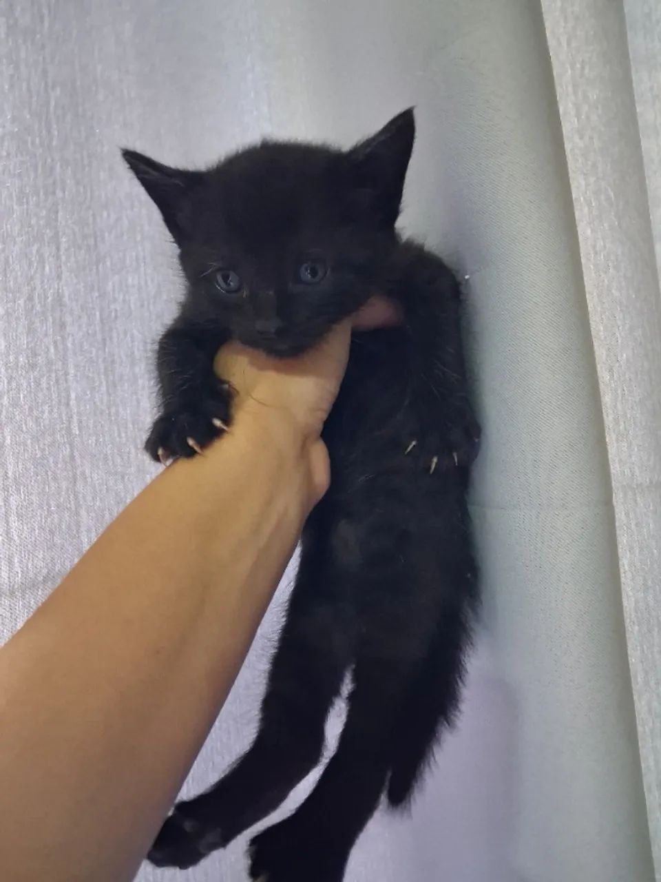 Adoção gato macho e fêmea  - Foto 4