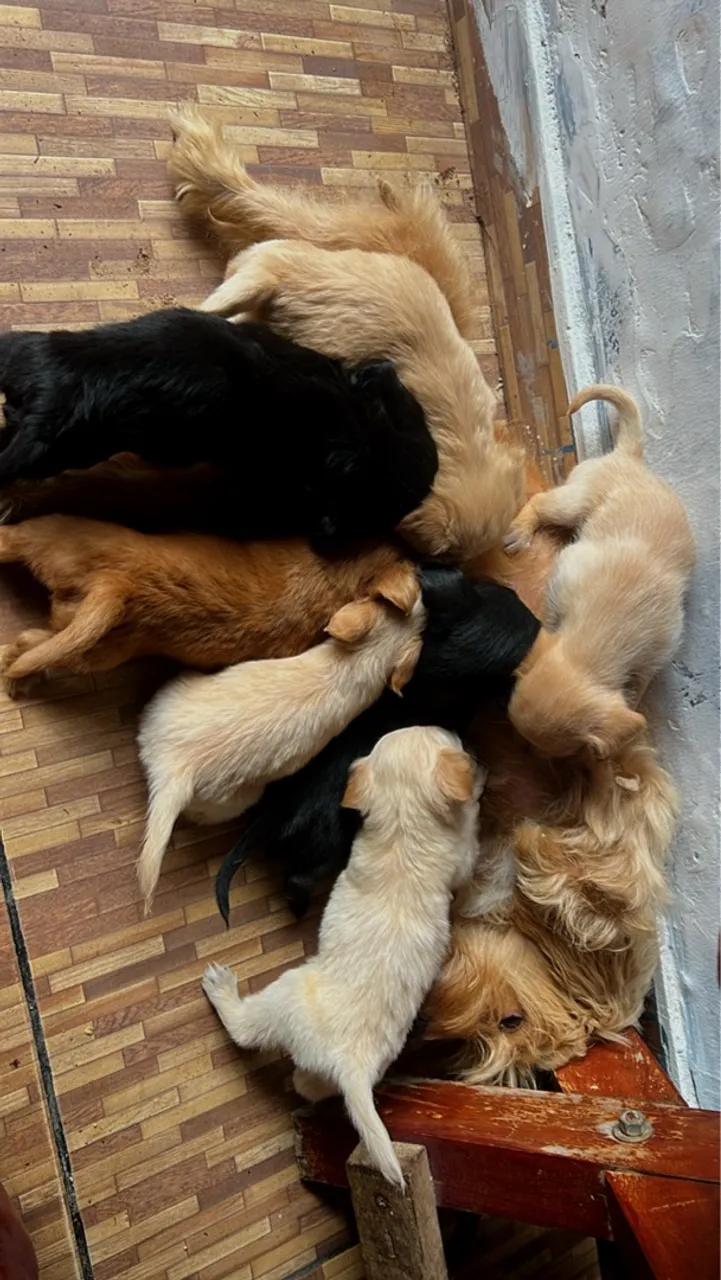 Vendo esses lindos cachorrinhos