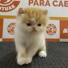 gato persa disponivel