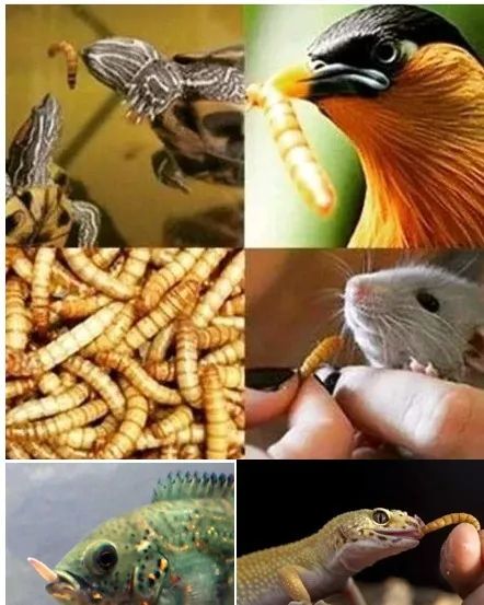 Larvas Vivas Gigantes de Tenébrios Zoophoba  - Foto 4