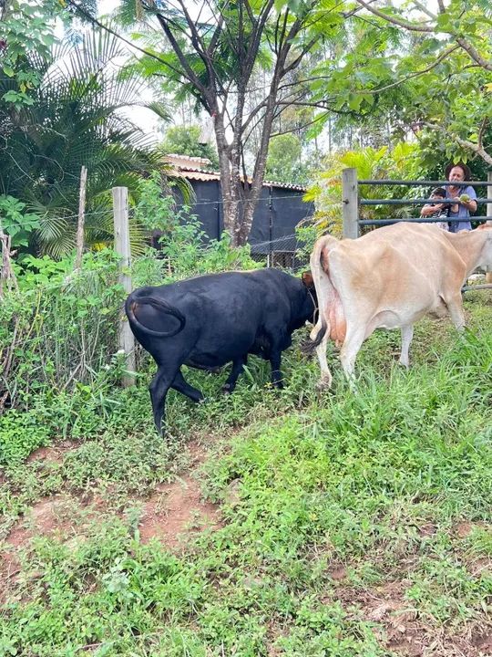 Mini boi reprodutor de 3 anos - 0,95m de altura! Pronto para cobertura! ? - Foto 2