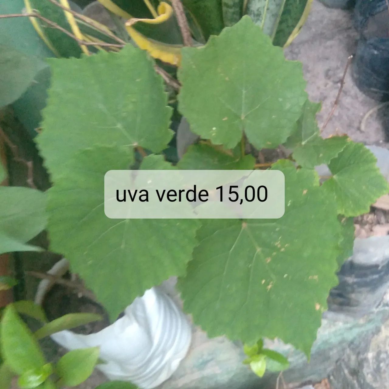Muda frutíferas 4 - Foto 4