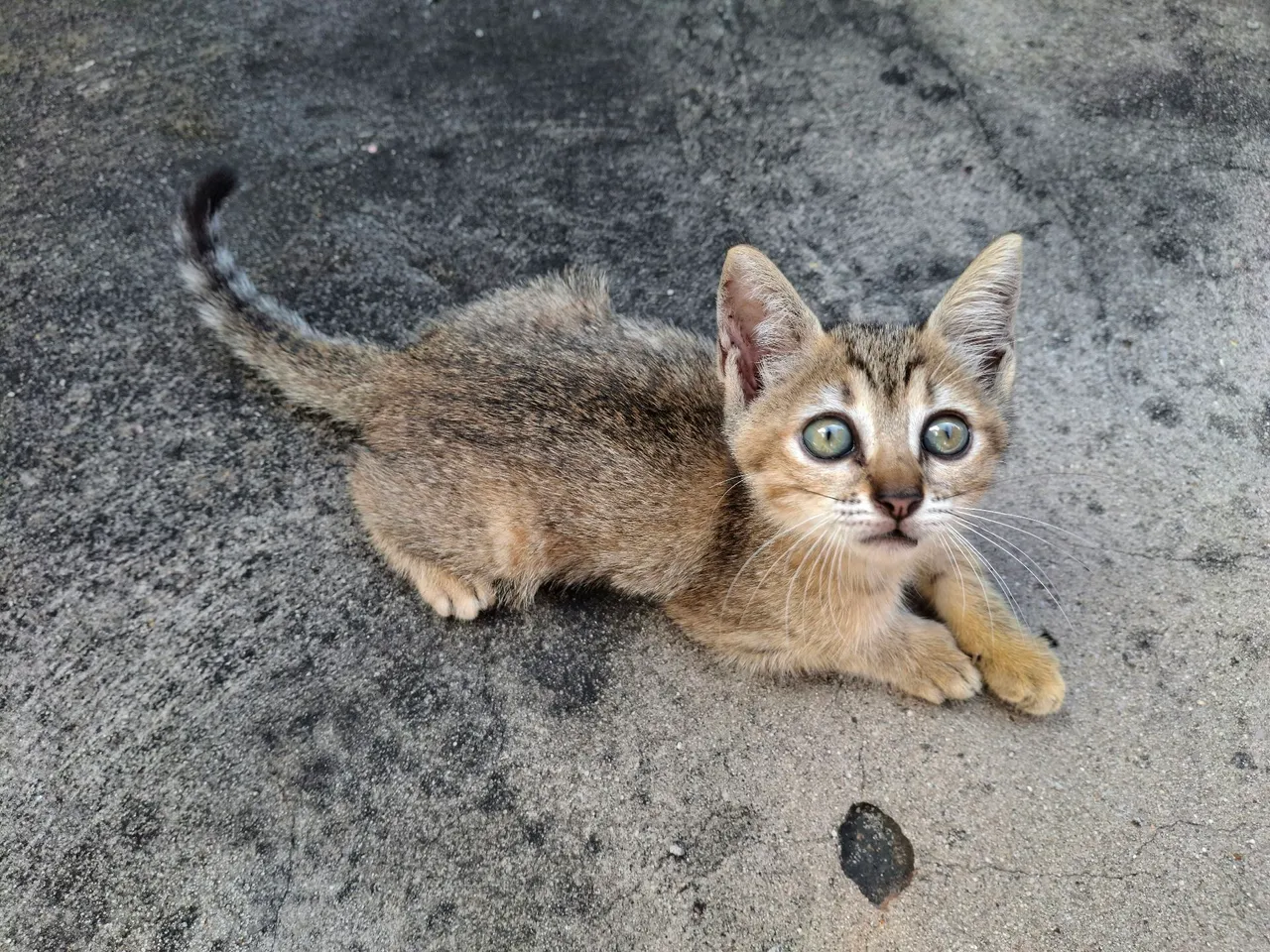 Gata filhote (fêmea)