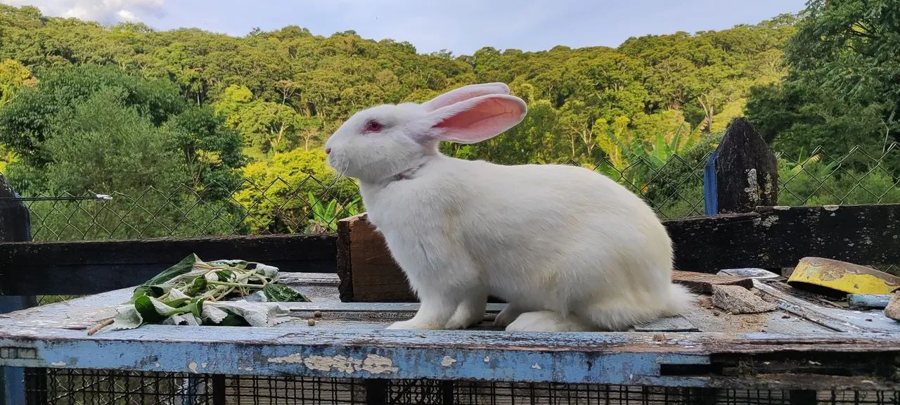Coelhos gigante de Flanders 64672974001921123