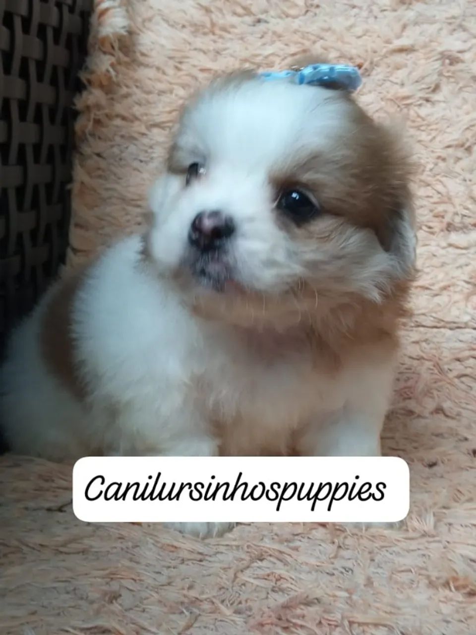 seu sonhado bebe de lhasa apso garanta hoje seu  - Foto 4