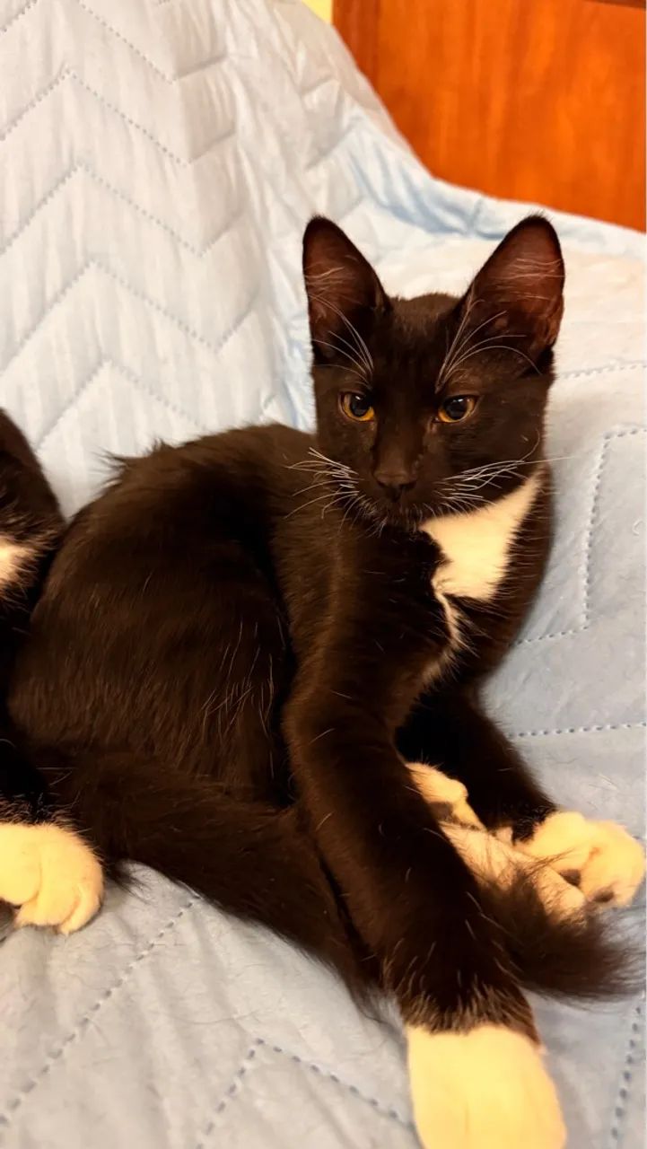 Gatinho para adoção - Foto 2