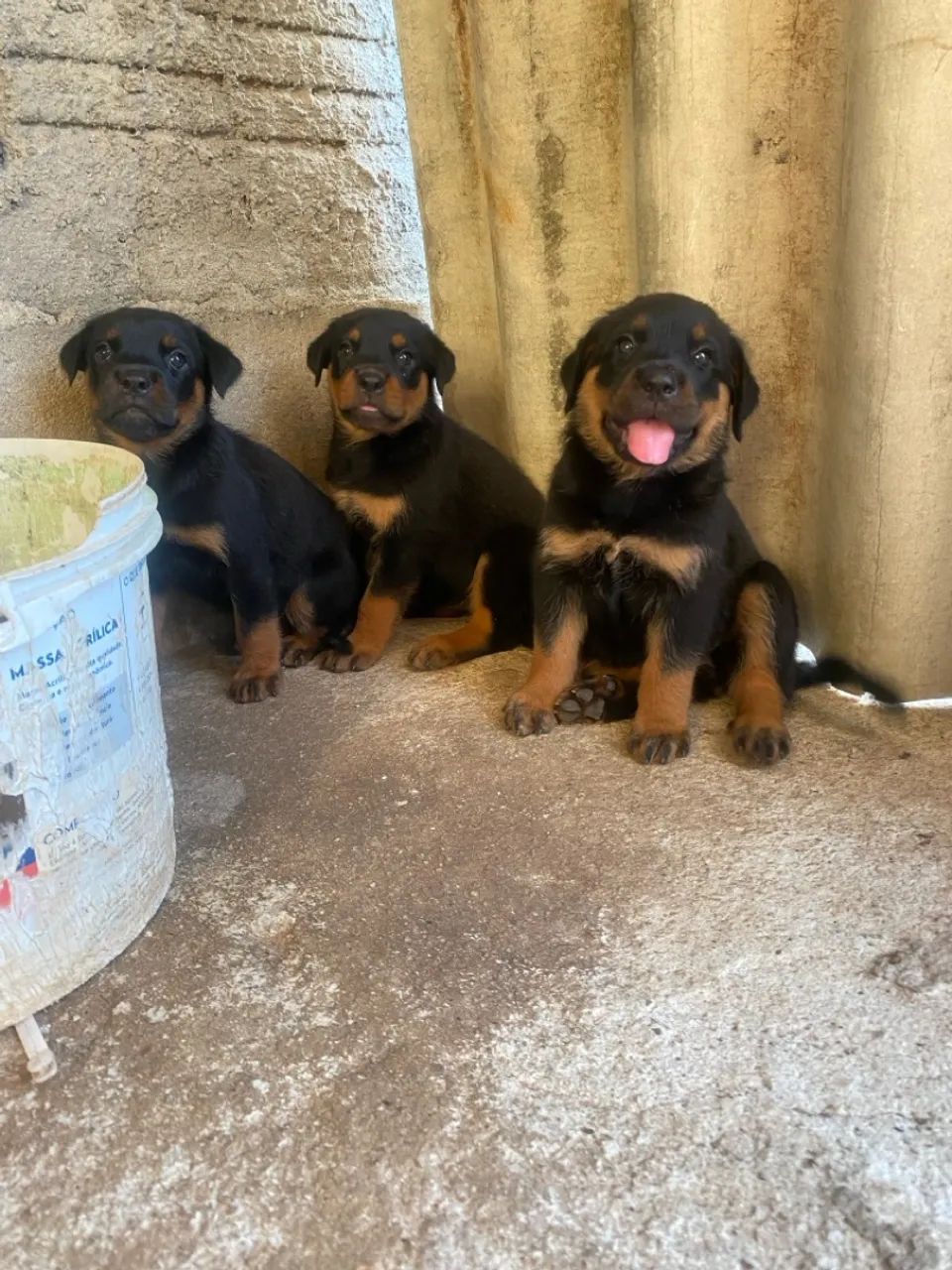 Filhote Rottweiler - Foto 4