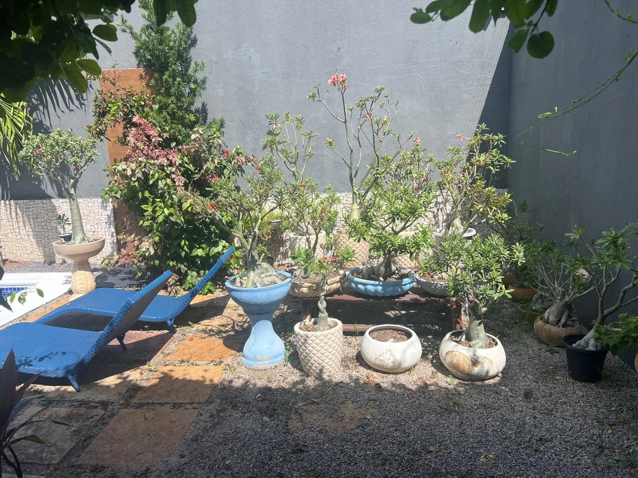 Rosas do Deserto 64315085165826123