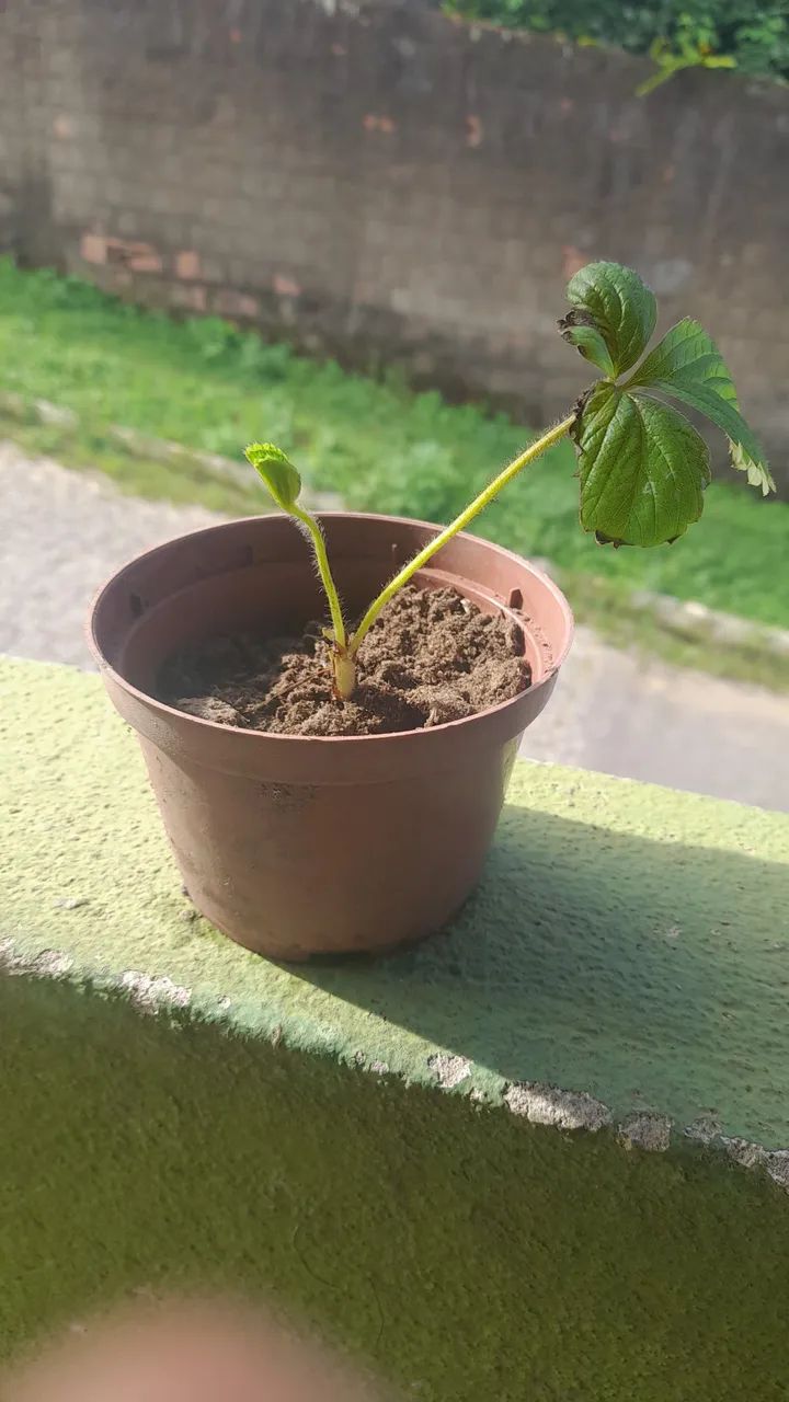 Mudinhas de Morango - Plante e Colha em Casa! - Foto 2