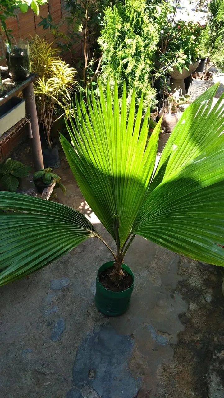 Jardim Tropical com Plantas Ornamentais Diversas - Foto 5
