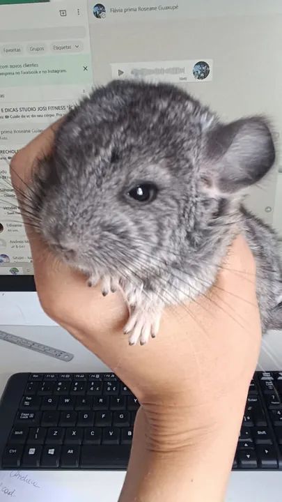 Filhote de Chinchila (macho)