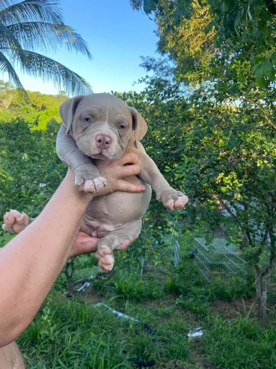 American bully  - Foto 4