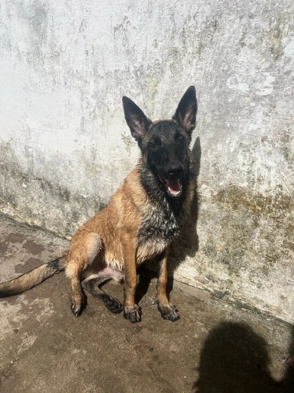 Filhote de Pastor Alemão belga malinois