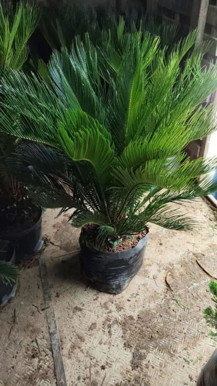 PROMOÇÃO CICA REVOLUTA / A PLANTA PERFEITA PARA O SEU JARDIM - Foto 5
